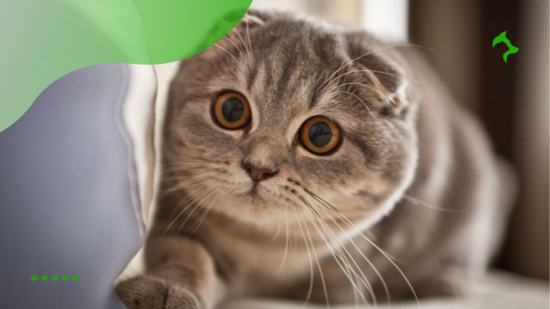 Scottish Fold - Melhores Raças de Gatos para Apartamentos