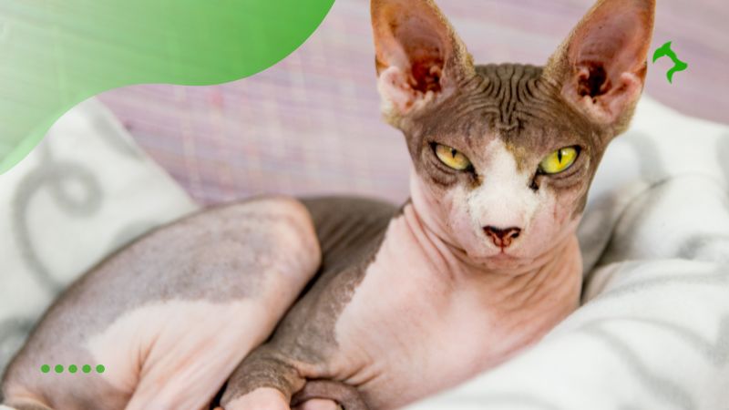 Sphynx - Melhores Raças de Gatos para Apartamentos