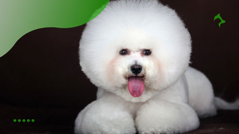 Bichon Frisé - Raças de Cães que Não Soltam Pelo