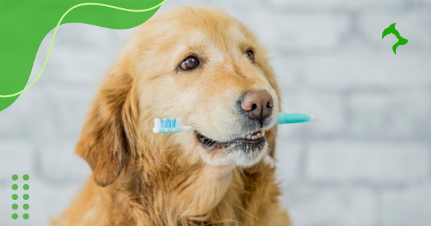 5 Dicas para Manter a Saúde Dental dos Pets