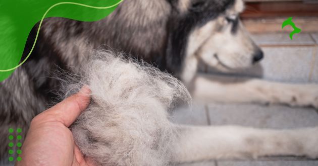 5 Raças de Cães que Não Soltam Pelo