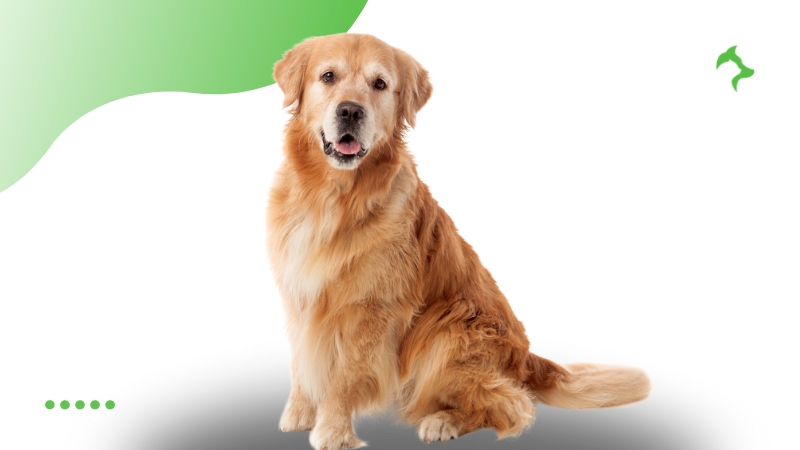 Raças de Cães Adequadas para Crianças Golden Retriever