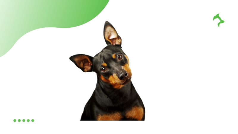 Pinscher´s