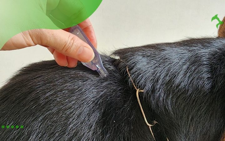 Tratamento Para Pulgas e Carrapatos em Pets: Proteja Seu Amigo