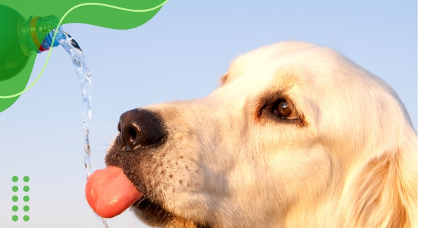 Raças de cães para clima quente