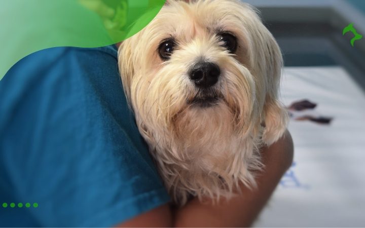 Aplicativos Para Saúde Animal: Cuide Melhor Do Seu Pet Hoje!