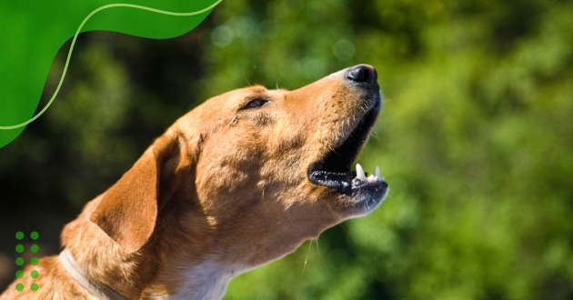 Raças de Cães que Menos Latem: Conheça as Melhores Opções!