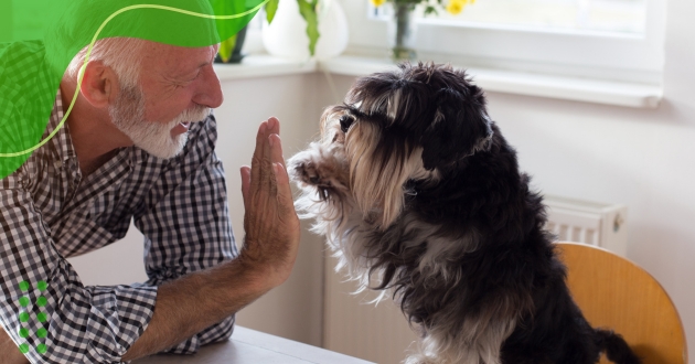 Alimentação Saudável Para Cães Idosos: Cuidados Essenciais.