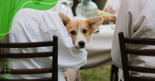 Raças de cães recomendadas para idosos