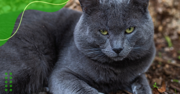 Raças de gatos que menos soltam pelo