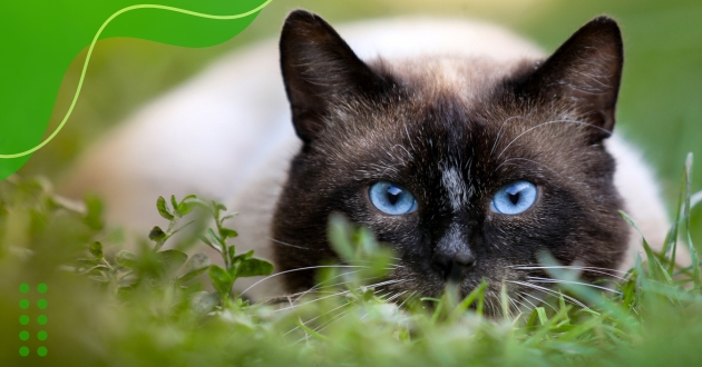 Raças de gatos que menos soltam pelo