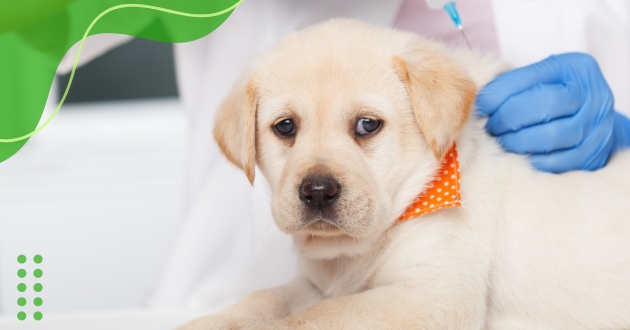 Vacinas essenciais para filhotes de cachorro