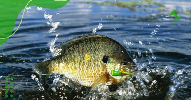 Peixes de Aquário Agua Doce são Mais Resistentes?