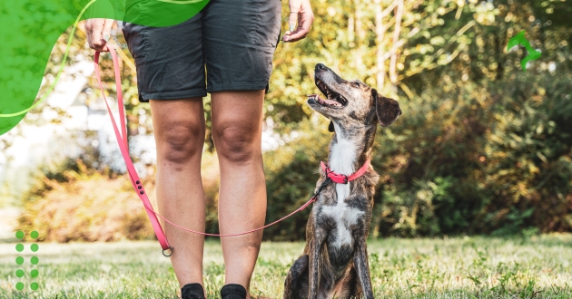 Exercícios Para Cães De Apartamento Que Amam Brincar