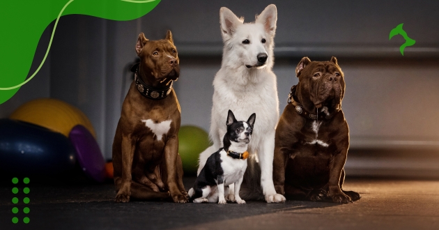 Melhores Raças de Cães Pequenos Para Você Ter em Casa