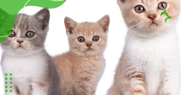 Melhores Raças De Gatos Domésticos Que Não Soltam Pelos