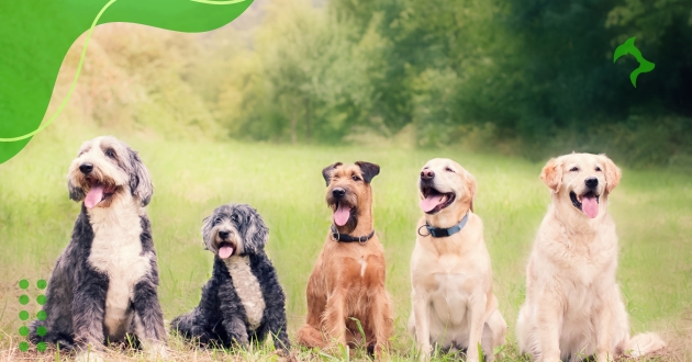 Como Escolher Raça de Cachorro para Futuros Tutores