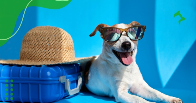 Dicas para Viagem com Animais de Estimação com Segurança