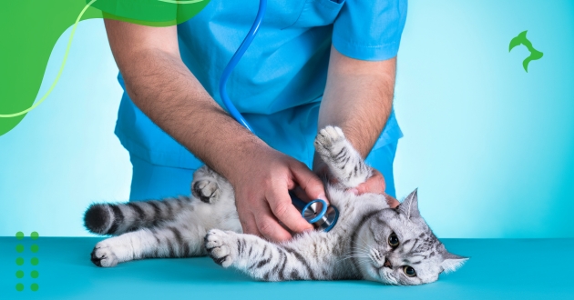 Prevenção de Doenças em Gatos Domésticos e Cuidados