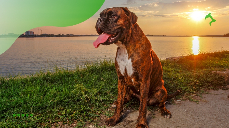 Boxer - Cachorros Ideais para Famílias Grandes