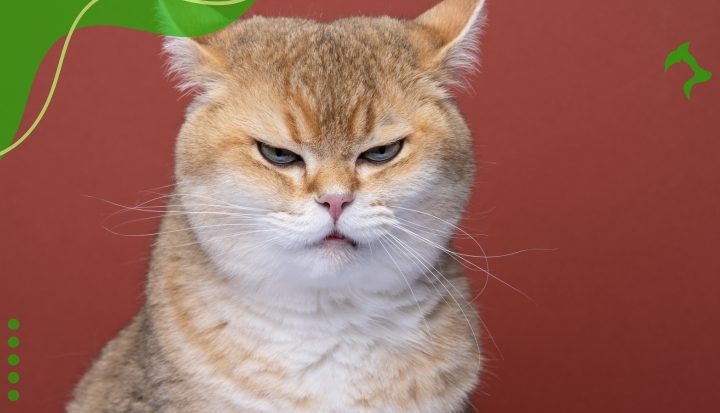 Como Identificar Sinais de Estresse em Gatos no Dia a Dia