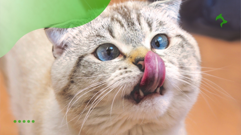 Como Alimentar seu Gato Corretamente com Saúde