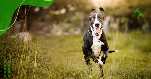 Raças de Cães Grandes e suas Necessidades