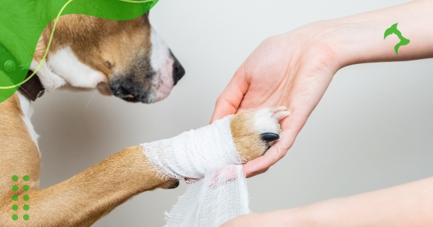 Tratamentos Naturais para Artrite Canina que Realmente Funcionam