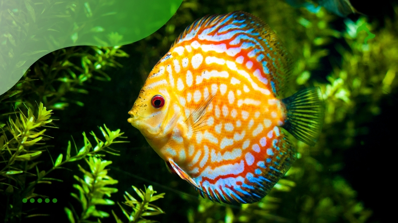 Como Manter a Temperatura Ideal para Peixes Tropicais