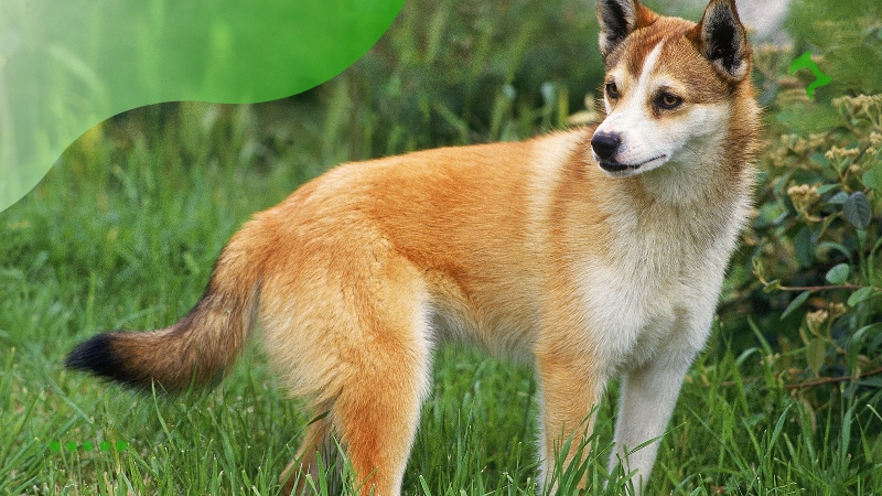 Principais Raças de Cães Mais Raros do Mundo