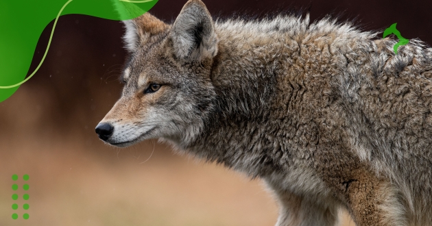 Cão Mais Raro do Mundo e suas Características Únicas