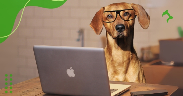 Raças de Cães mais Inteligentes e Fáceis de Treinar em Casa