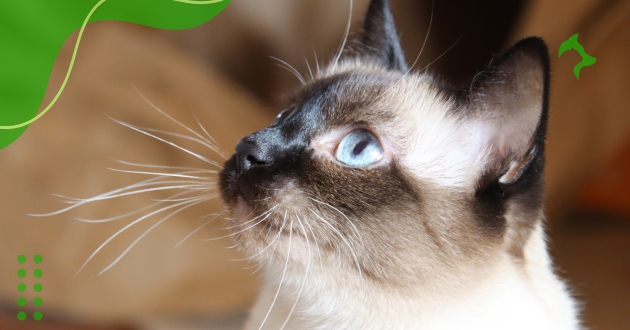 Raças de Gatos de Pelo Curto Ideais para Apartamentos