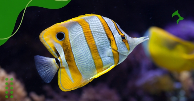 Temperatura Ideal para Peixes Tropicais para um Aquário Saudável