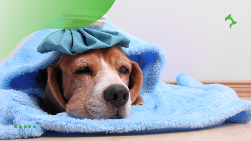 Doenças Mais Comuns Causadas por Parasitas em Cães Adultos