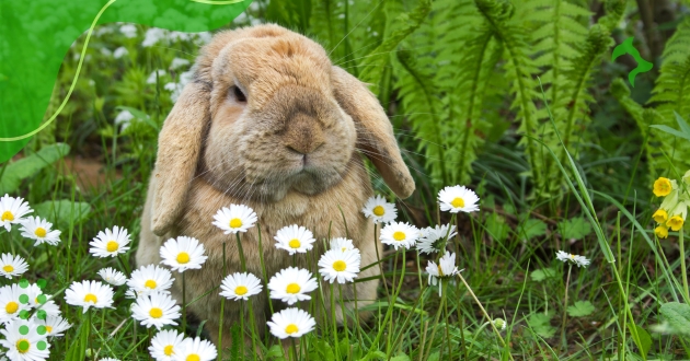 Dicas para Higiene de Coelhos Domésticos Essenciais para Tutores Iniciantes