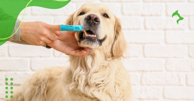 Importância da Vermifugação em Cães Adultos para a sua Saúde