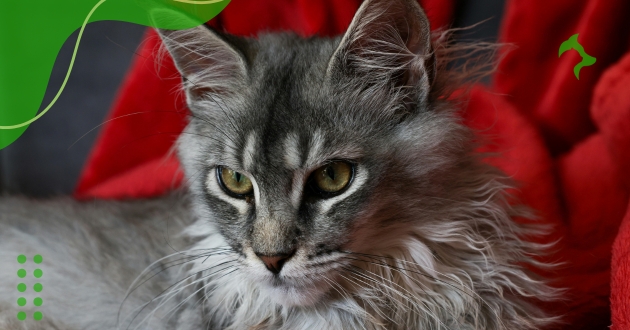 Raças de Gatos com Pelos Longos mais Famosas e Elegantes
