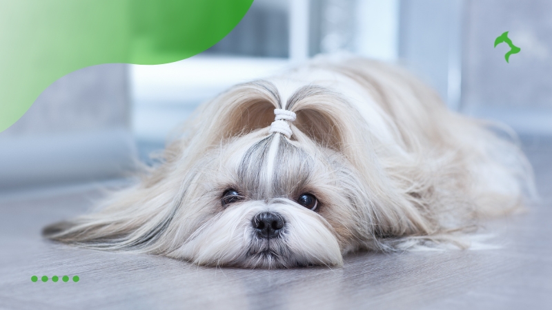Como Cuidar de Raças de Cães com Pelo Longo da Maneira Correta