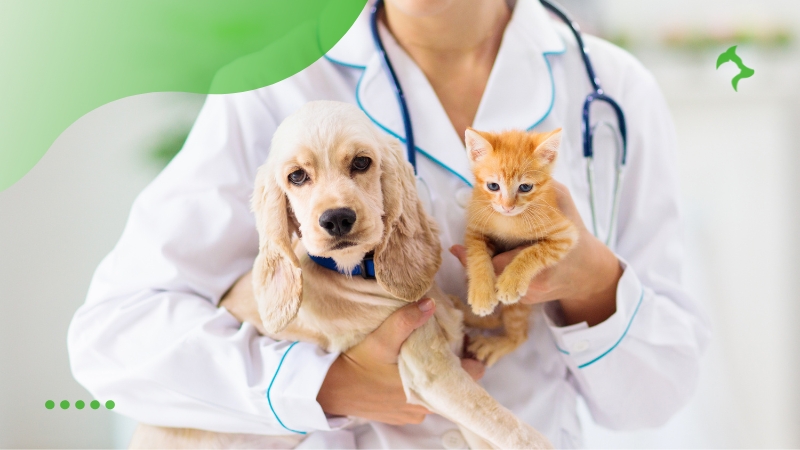 Como Socializar Cães com Gatos da Maneira Correta