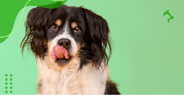 Como Cuidar de Raças de Cães com Pelo Longo?