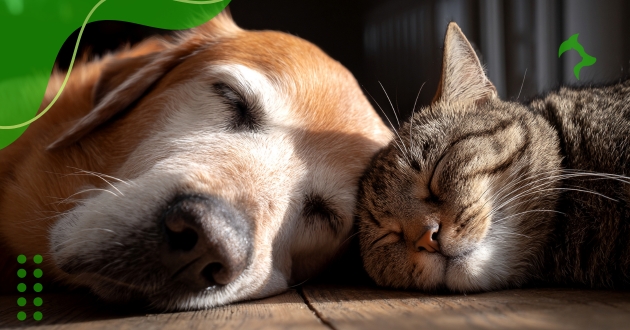 Como Socializar Cães com Gatos e Evitar Conflitos?