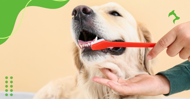 Dicas para Higiene Bucal de Pets com Cuidados Simples e Eficientes