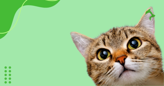 Gatos de Raça Independentes: Melhores Raças para o Dia a Dia