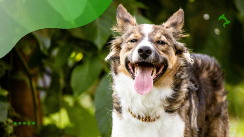 Cuidados Básicos para Cães Fundamentais para a Saúde e Bem-Estar do Pet
