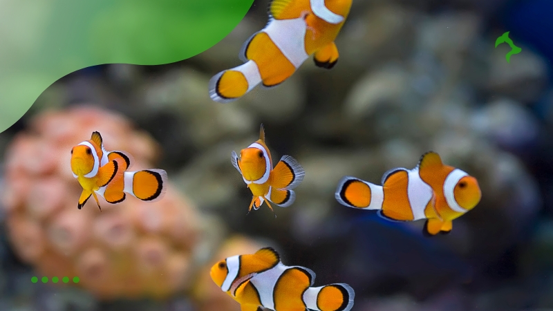 Principais Cuidados Essenciais para Peixes Ornamentais