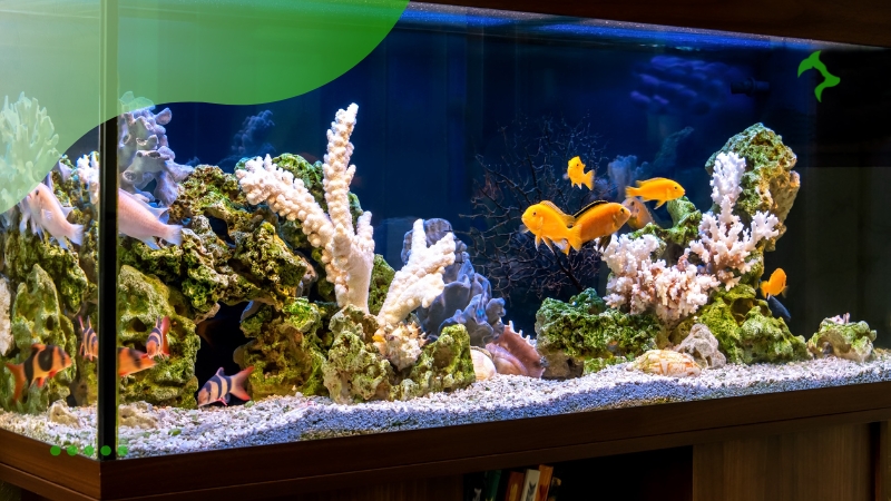 Principais Doenças que Afetam Peixes de Aquário