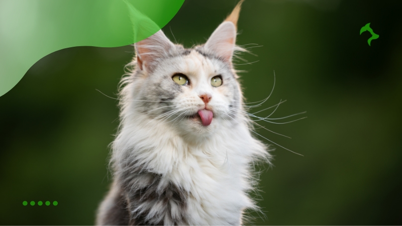 Principais Raças de Gato Gigante Mais Conhecidas