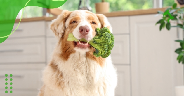 Cuidados Básicos para Cães: Como Garantir Bem-Estar e Saúde