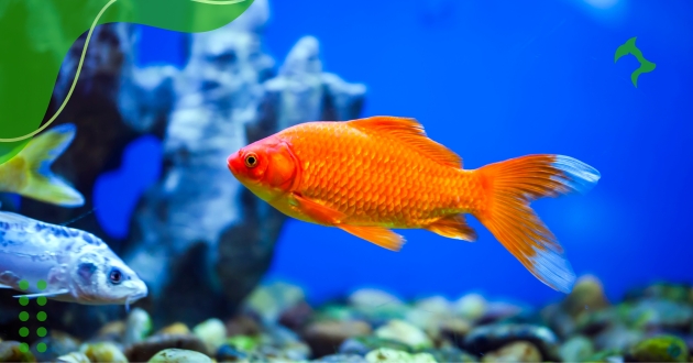 Cuidados Essenciais para Peixes Ornamentais